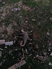 Mesomexovis occidentalis