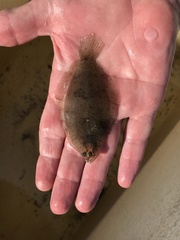 Citharichthys spilopterus