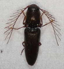 Dicrepidius palmatus