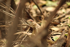 Sceloporus horridus