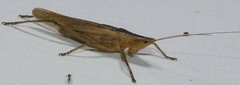 Bucrates malivolans