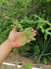 Apoplanesia paniculata