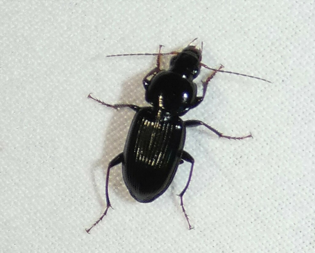 Oxycrepis saphyrina