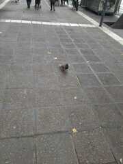 Columba livia domestica