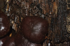 Hypholoma brunneum image
