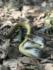 Coelognathus radiatus