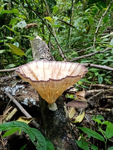 Cymatoderma caperatum, foto de la comunidad