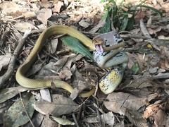 Coelognathus radiatus