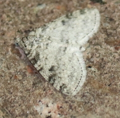 Lobophora