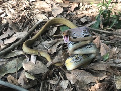 Coelognathus radiatus