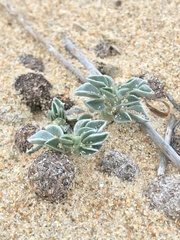 Astragalus trifoliatus