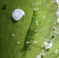 Hippolyte zostericola