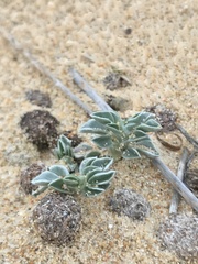 Astragalus trifoliatus