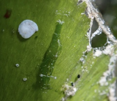 Hippolyte zostericola