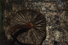 Hypholoma brunneum image