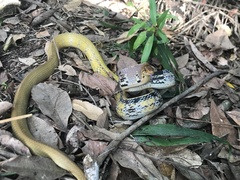 Coelognathus radiatus