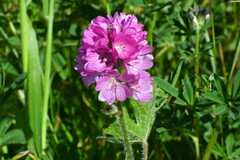 Sidalcea hirtipes