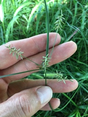 Cyperus thyrsiflorus
