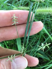 Cyperus thyrsiflorus