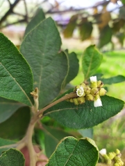 Varronia cylindrostachya