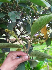 Varronia cylindrostachya