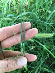 Cyperus thyrsiflorus