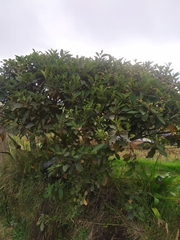 Varronia cylindrostachya