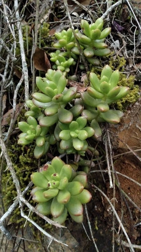 Foto de suculenta