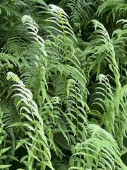 Deparia acrostichoides