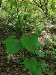 Dioscorea convolvulacea