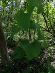 Dioscorea convolvulacea