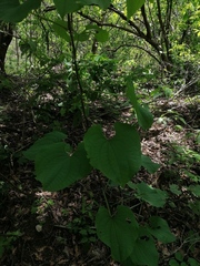 Dioscorea convolvulacea