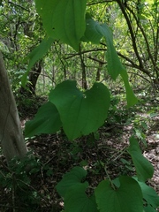Dioscorea convolvulacea