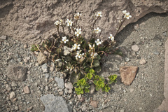 Cardamine bellidifolia