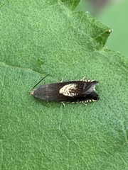 Grapholita interstinctana