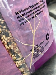 Pseudosermyle strigata