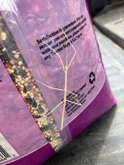 Pseudosermyle strigata