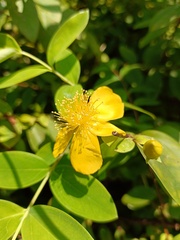 Hypericum formosanum