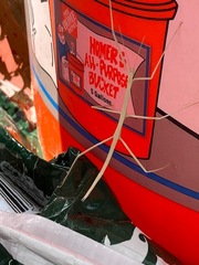 Pseudosermyle strigata