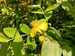 Hypericum formosanum