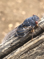 Hadoa chiricahua
