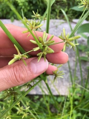 Cyperus ochraceus