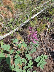 Corydalis paeoniifolia