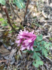 Corydalis paeoniifolia