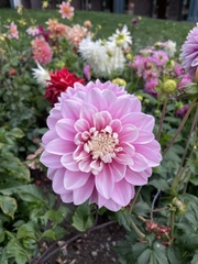 Dahlia