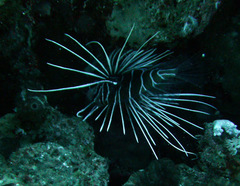 Pterois cincta