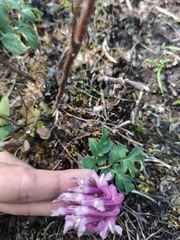 Corydalis paeoniifolia