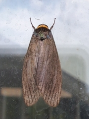 Macrobrochis staudingeri