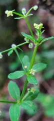Galium aschenbornii