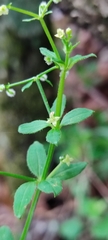 Galium aschenbornii